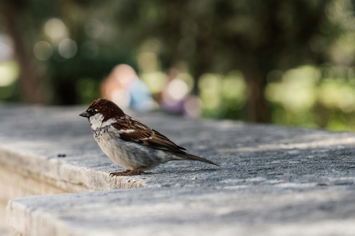 Torre Maura è brutta